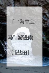 “海中宝马”游进霞浦盐田