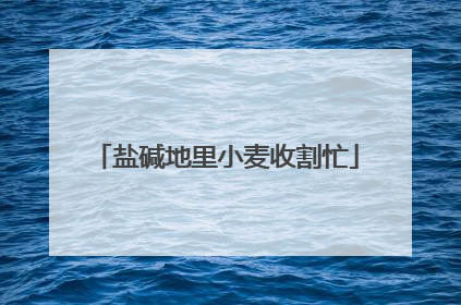 盐碱地里小麦收割忙
