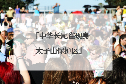 中华长尾雀现身太子山保护区