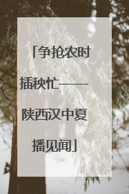 争抢农时插秧忙——陕西汉中夏播见闻