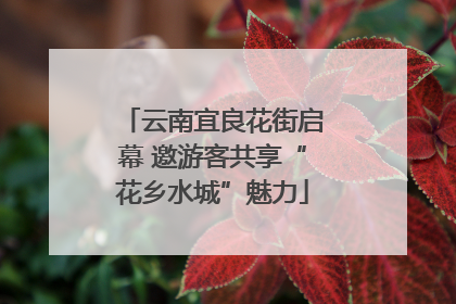 云南宜良花街启幕 邀游客共享“花乡水城”魅力