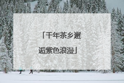 千年茶乡邂逅紫色浪漫