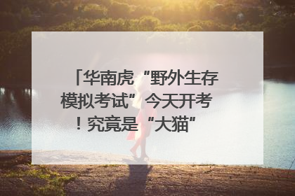 华南虎“野外生存模拟考试”今天开考！究竟是“大猫” 还是顶级猎食者？