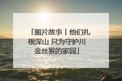 图片故事丨他们扎根深山 只为守护川金丝猴的家园