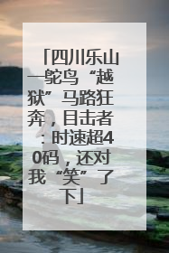 四川乐山一鸵鸟“越狱”马路狂奔，目击者：时速超40码，还对我“笑”了下