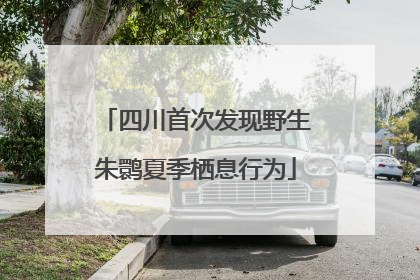 四川首次发现野生朱鹮夏季栖息行为