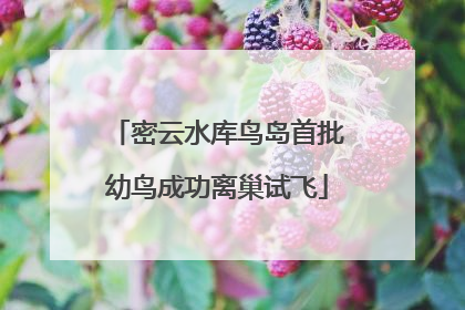 密云水库鸟岛首批幼鸟成功离巢试飞