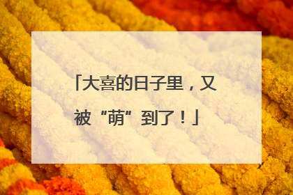 大喜的日子里，又被“萌”到了！