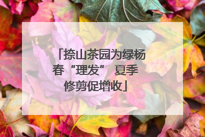 捺山茶园为绿杨春“理发” 夏季修剪促增收