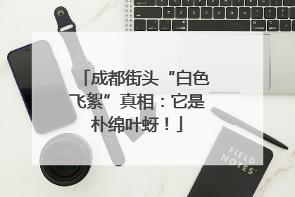 成都街头“白色飞絮”真相：它是朴绵叶蚜！