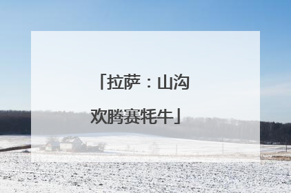 拉萨：山沟欢腾赛牦牛
