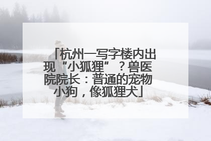 杭州一写字楼内出现“小狐狸”？兽医院院长：普通的宠物小狗，像狐狸犬