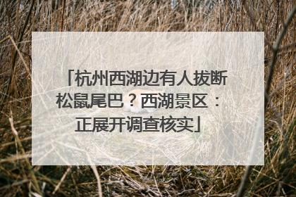 杭州西湖边有人拔断松鼠尾巴？西湖景区：正展开调查核实