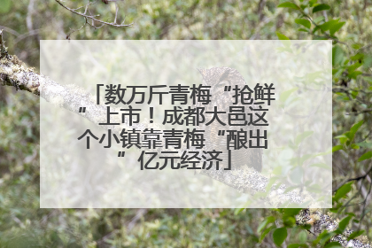 数万斤青梅“抢鲜”上市！成都大邑这个小镇靠青梅“酿出”亿元经济