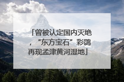 曾被认定国内灭绝，“东方宝石”彩鹮再现孟津黄河湿地