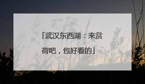 武汉东西湖：来赏荷吧，包好看的
