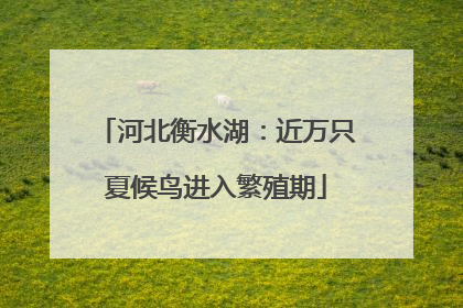 河北衡水湖：近万只夏候鸟进入繁殖期