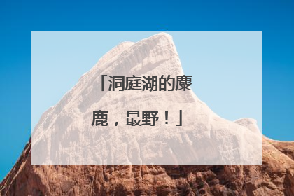 洞庭湖的麋鹿，最野！