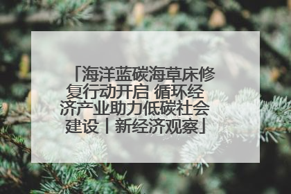 海洋蓝碳海草床修复行动开启 循环经济产业助力低碳社会建设丨新经济观察