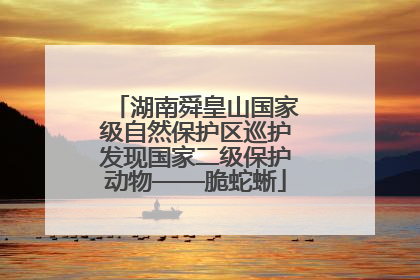 湖南舜皇山国家级自然保护区巡护发现国家二级保护动物——脆蛇蜥