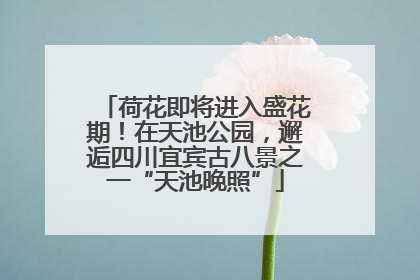 荷花即将进入盛花期！在天池公园，邂逅四川宜宾古八景之一“天池晚照”