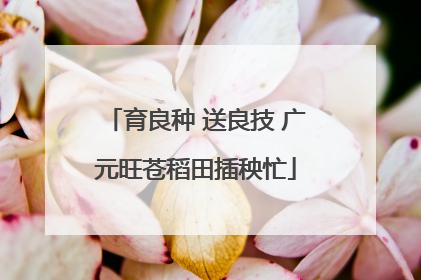 育良种 送良技 广元旺苍稻田插秧忙