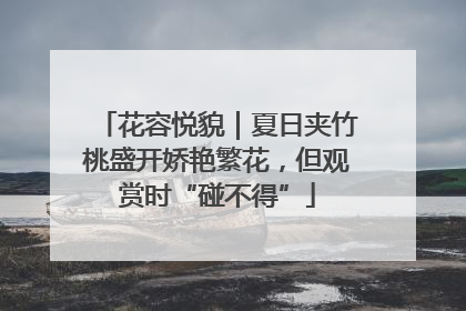 花容悦貌｜夏日夹竹桃盛开娇艳繁花，但观赏时“碰不得”