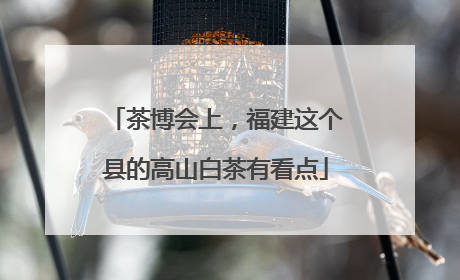 茶博会上，福建这个县的高山白茶有看点