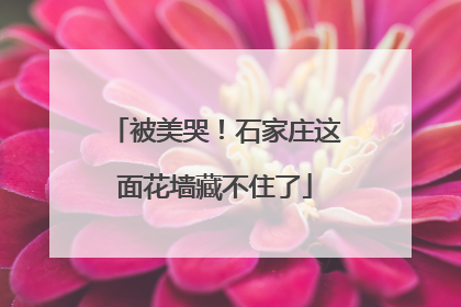 被美哭！石家庄这面花墙藏不住了
