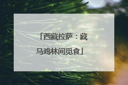 西藏拉萨：藏马鸡林间觅食