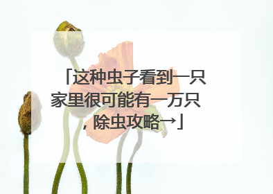 这种虫子看到一只家里很可能有一万只，除虫攻略→