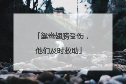 鸳鸯翅膀受伤，他们及时救助