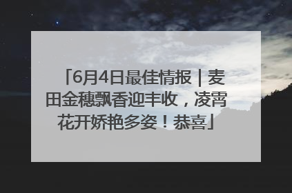 6月4日最佳情报｜麦田金穗飘香迎丰收，凌霄花开娇艳多姿！恭喜